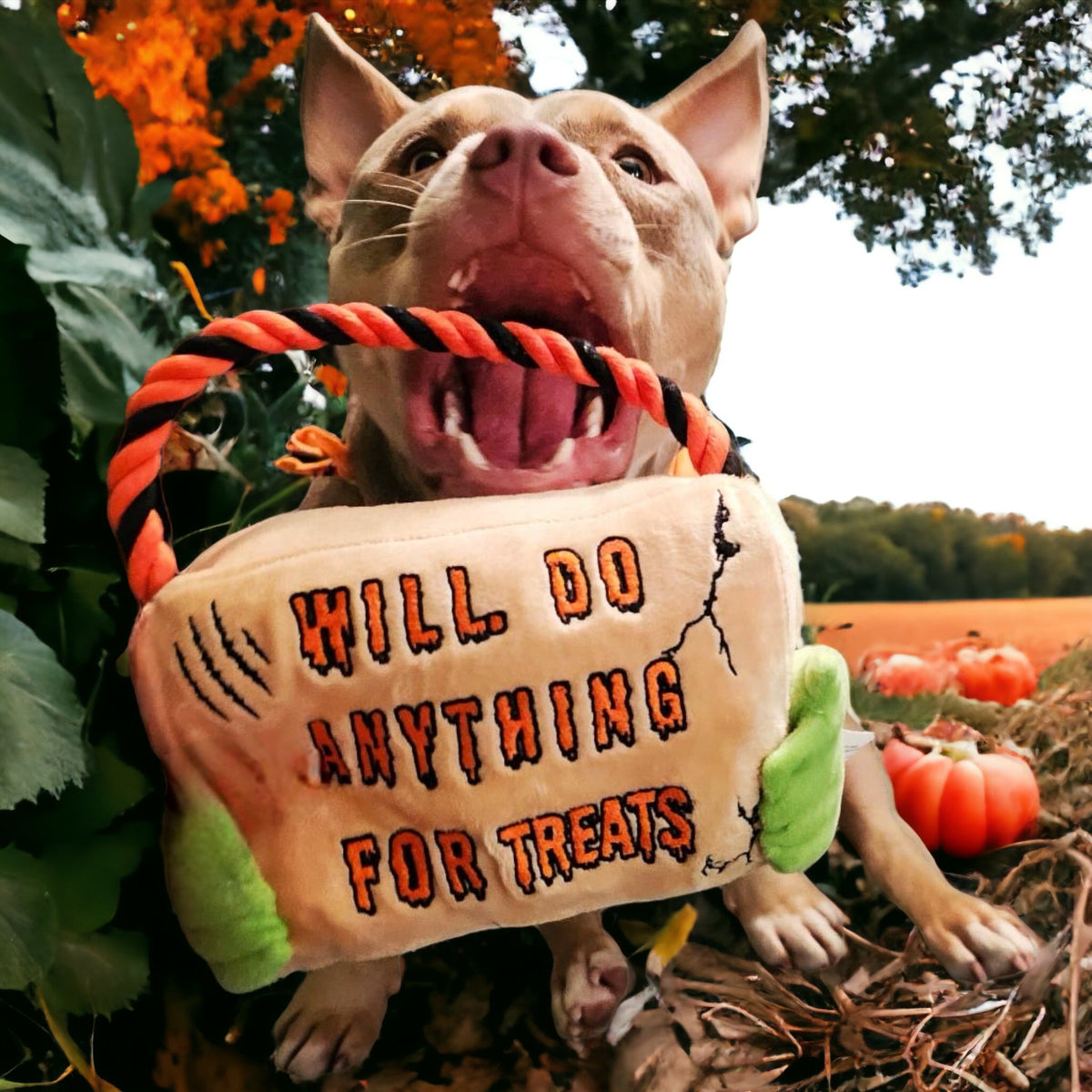 Halloween Dog Toy &amp; Treat Box