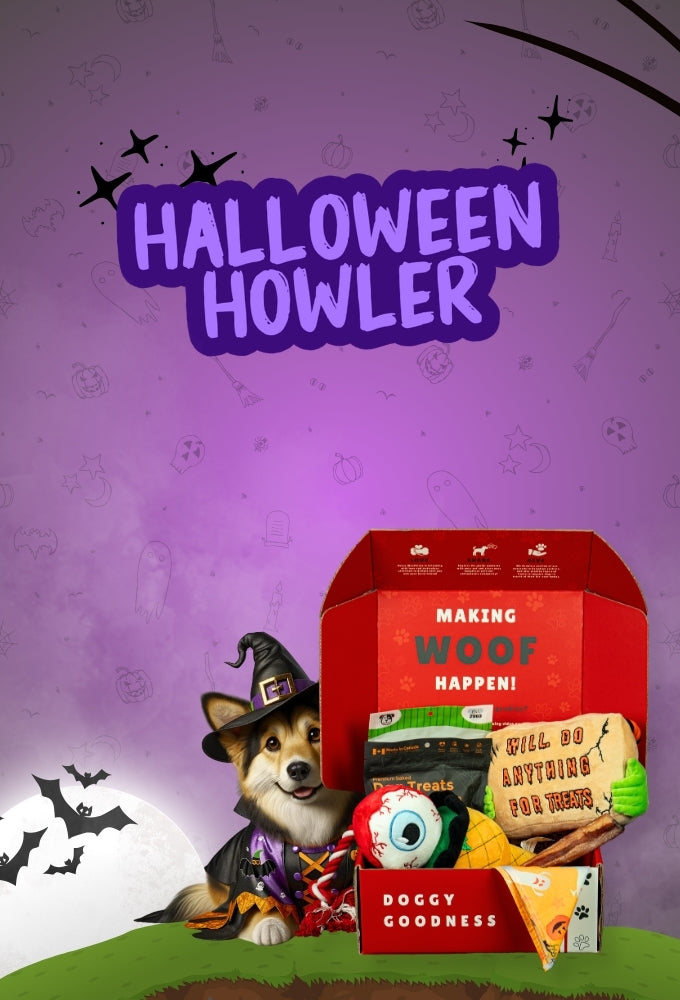 Corgi in witch costume posing with Halloween Howler WoofCrate filled with themed toys and crunchy dog treats