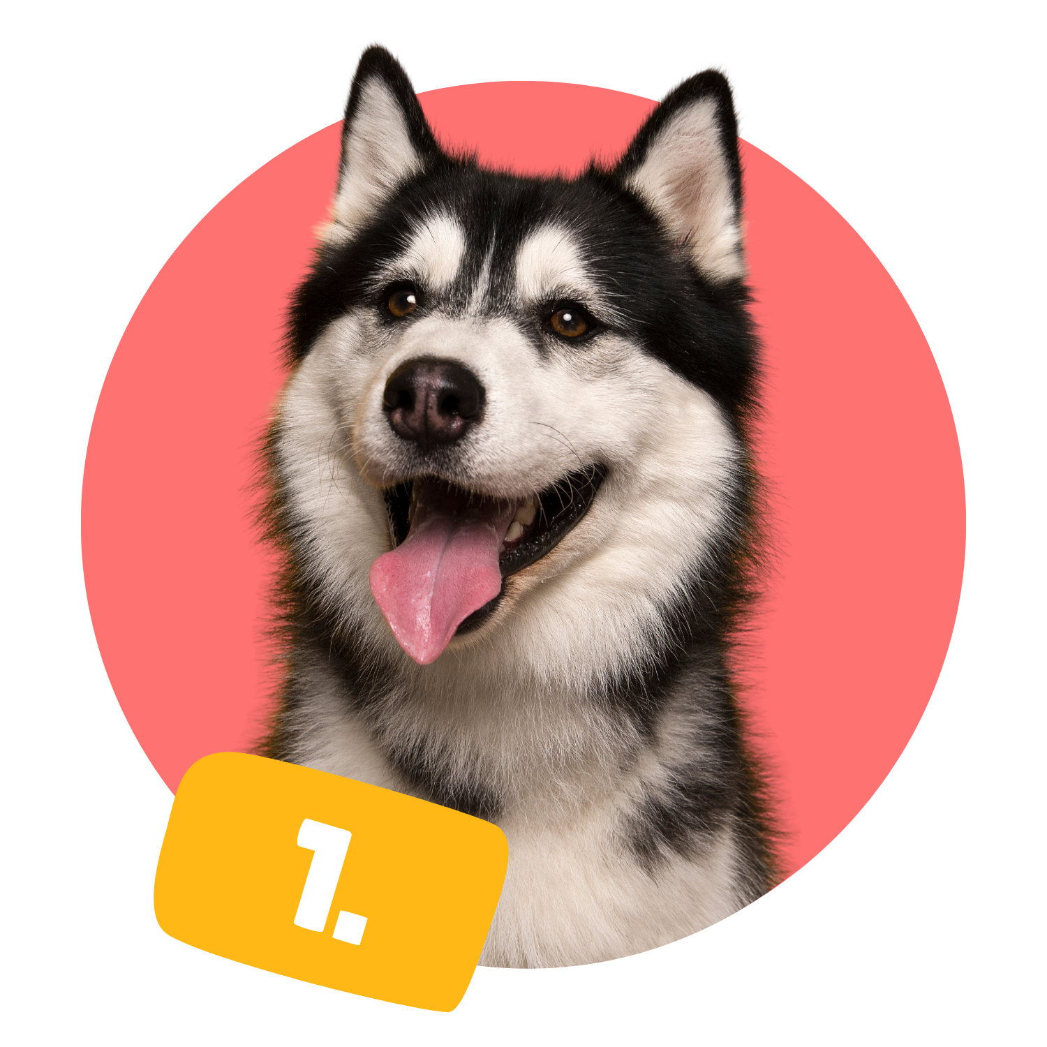 Smiling Siberian Husky with tongue out in front of a coral red circle background
