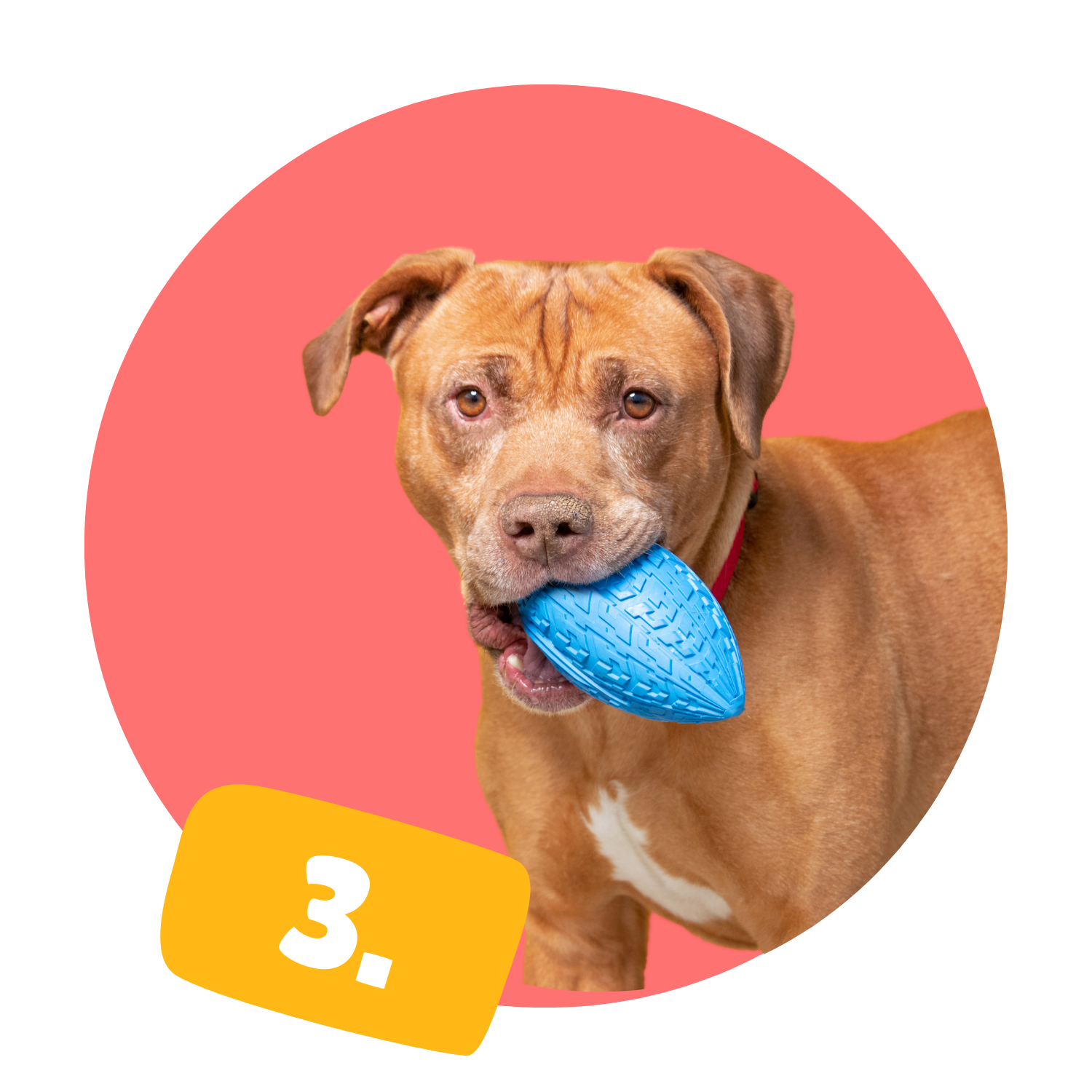 Pit bull enjoying a blue football-shaped chew toy from WoofCrate’s tough toy collection
