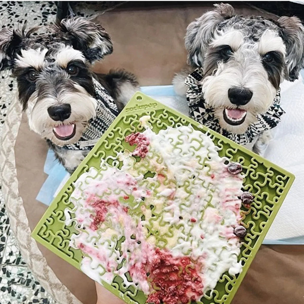 Two schnauzers with a green Jigsaw lick mat topped with food