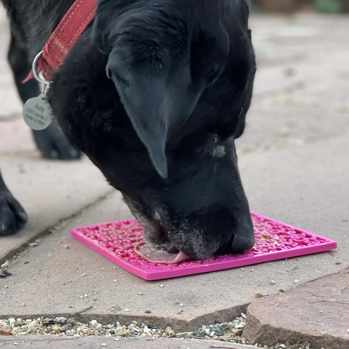Black dog licking a pink Jigsaw lick mat