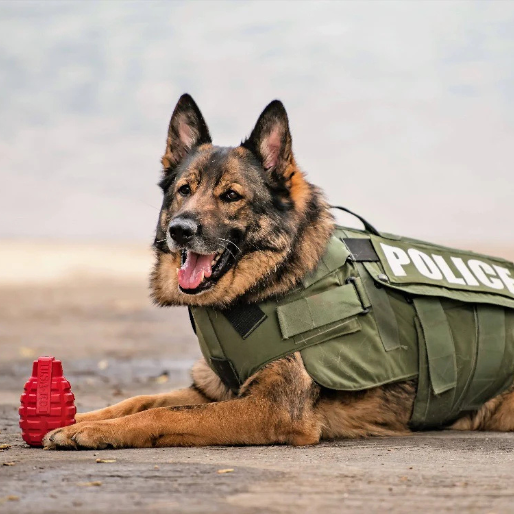 K9 police dog wearing a green vest lying down with a red rubber grenade-shaped toy in front of it