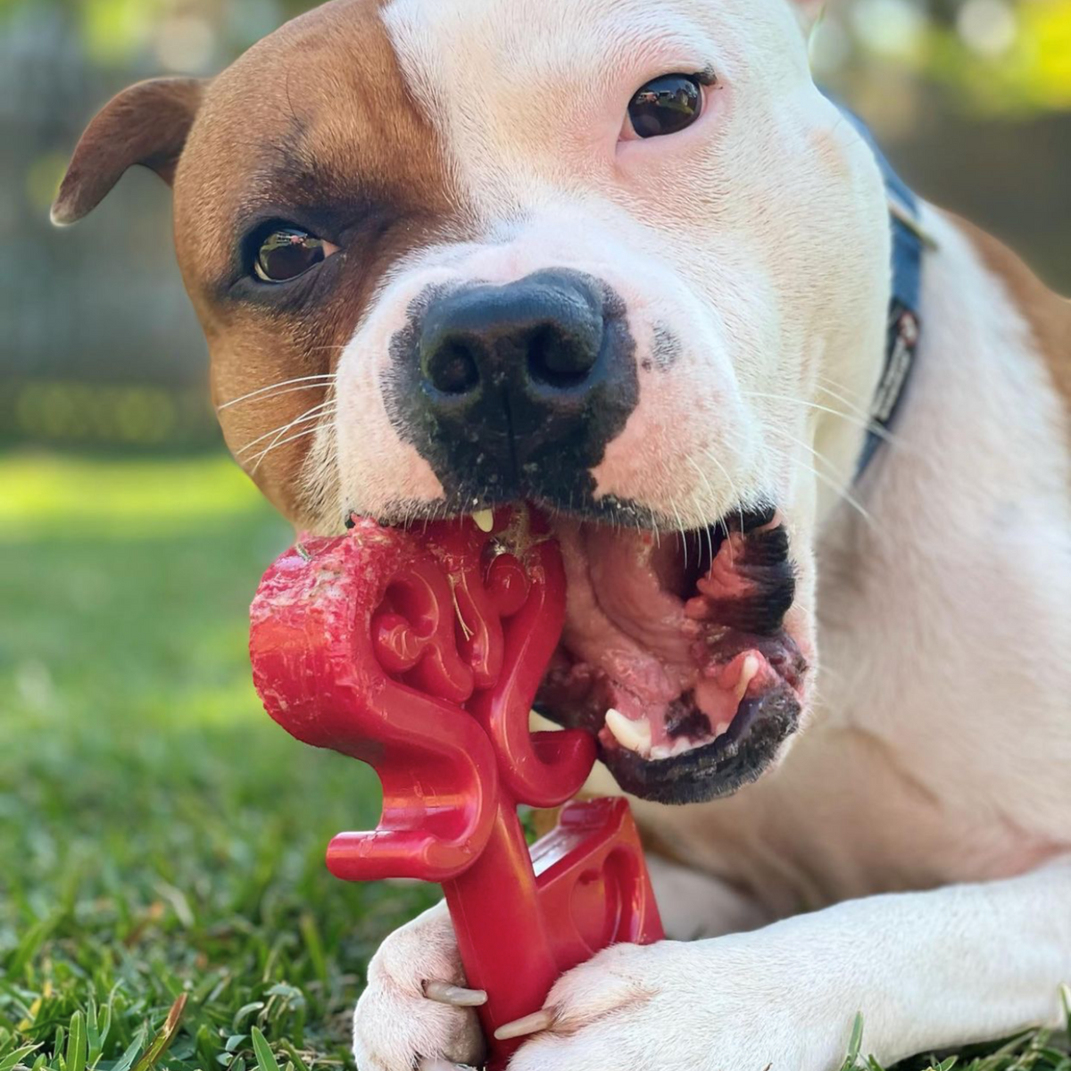 Jouet à mâcher en nylon pour chien Clé de mon cœur durable