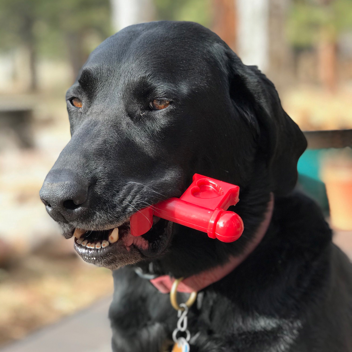 Jouet à mâcher en nylon pour chien Clé de mon cœur durable