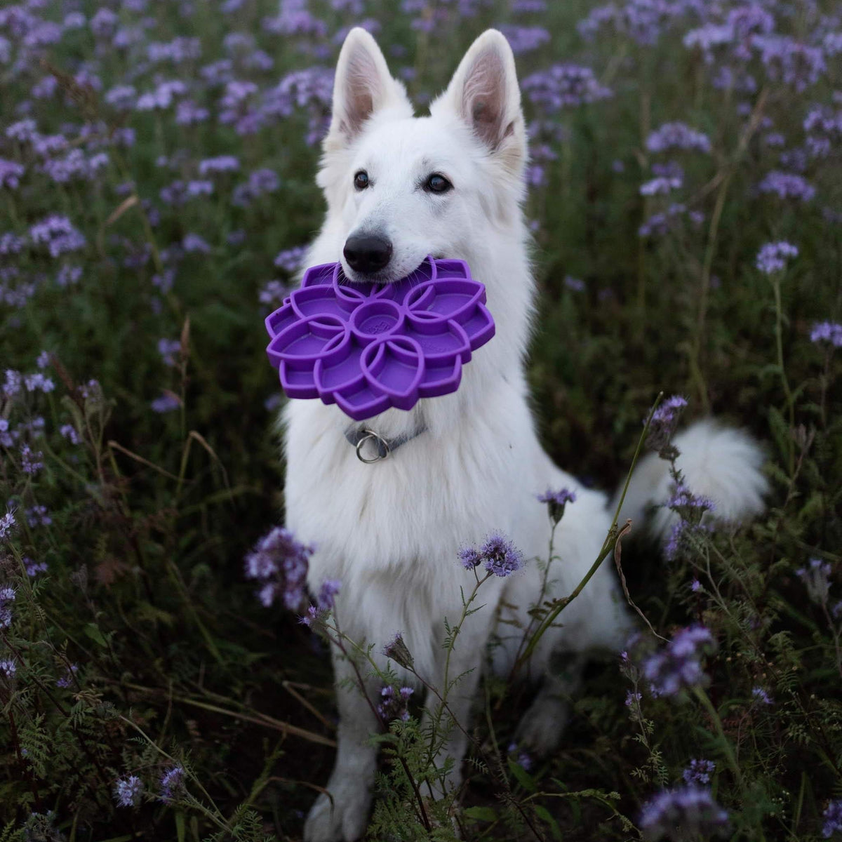 White dog holding a purple Mandala eTray in its mouth