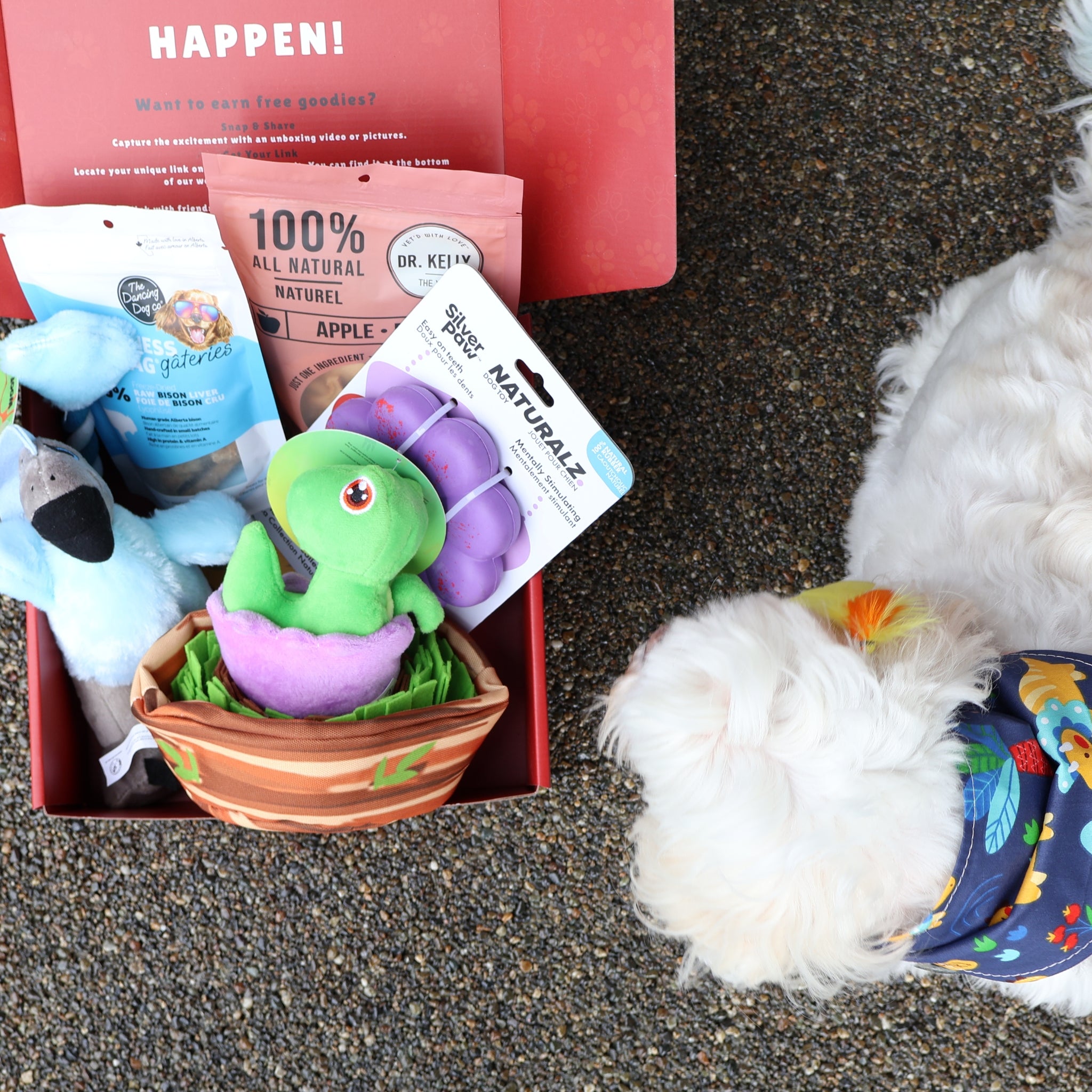 A small white dog in a colorful bandana looking at an open WoofCrate box with natural treats and plush toys