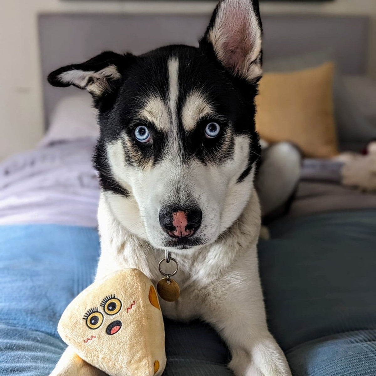 blue eyed husky laying on bed with a plush toy that resembles a piece of cheese.