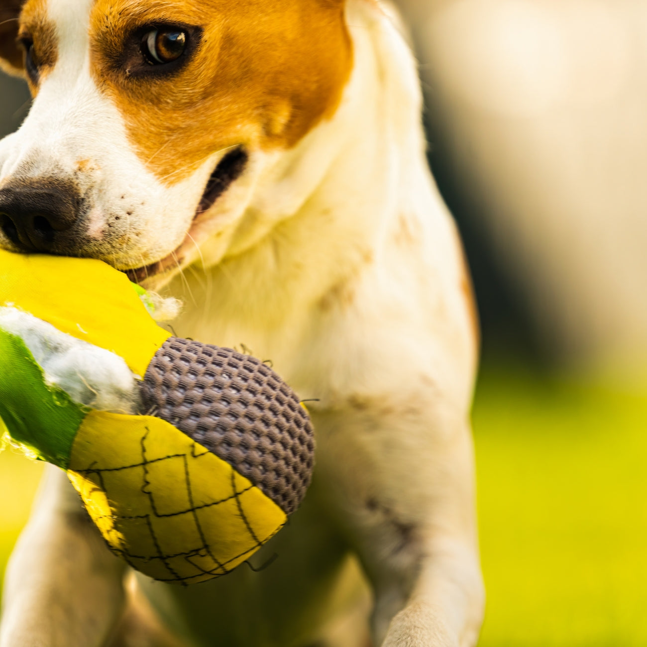 Close-up of a playful brown and white dog biting a torn yellow and green plush toy