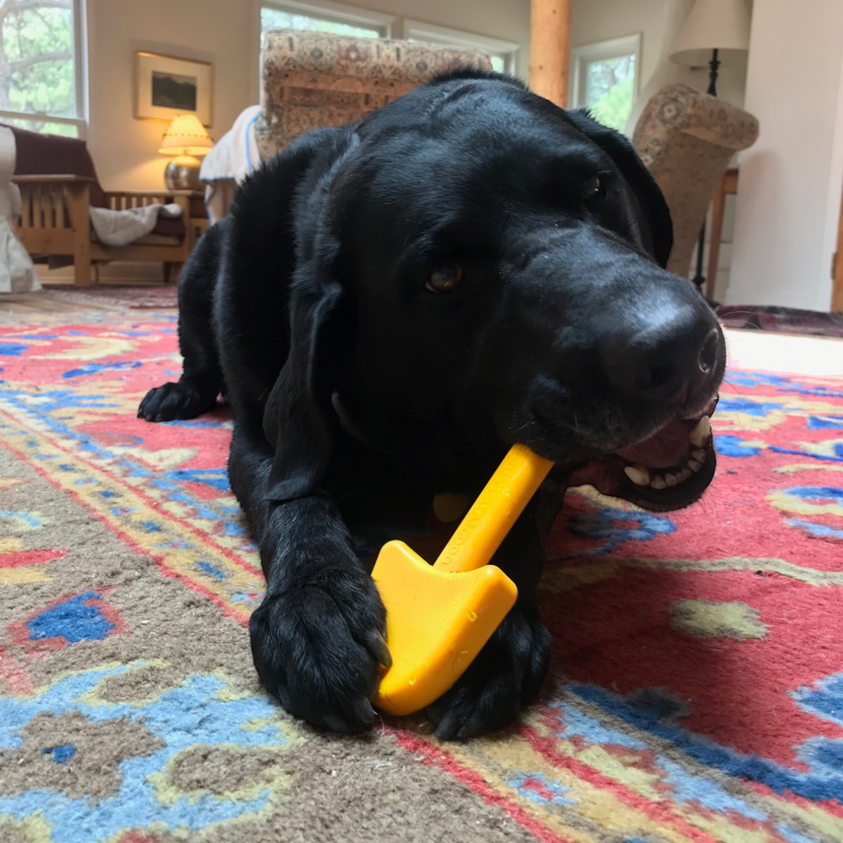 Jouet à mâcher en nylon durable pour chien avec pelle à sable