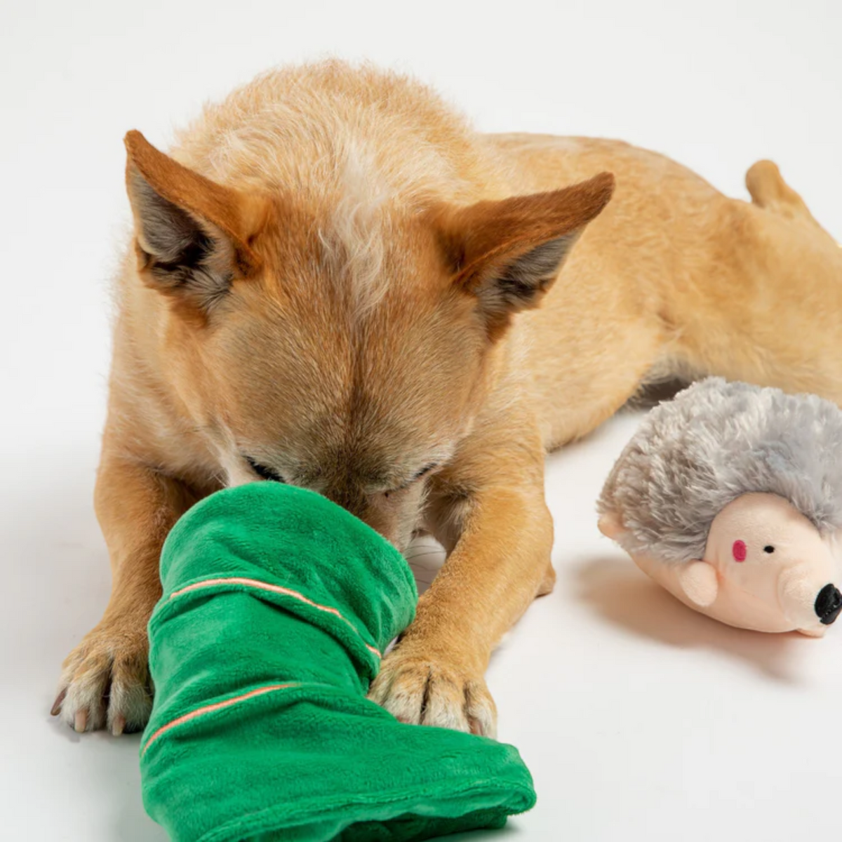 Sleeping Porcupine Dog Toy