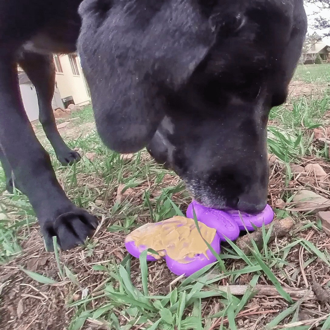 Black dog with a purple SodaPup Butterfly chew toy