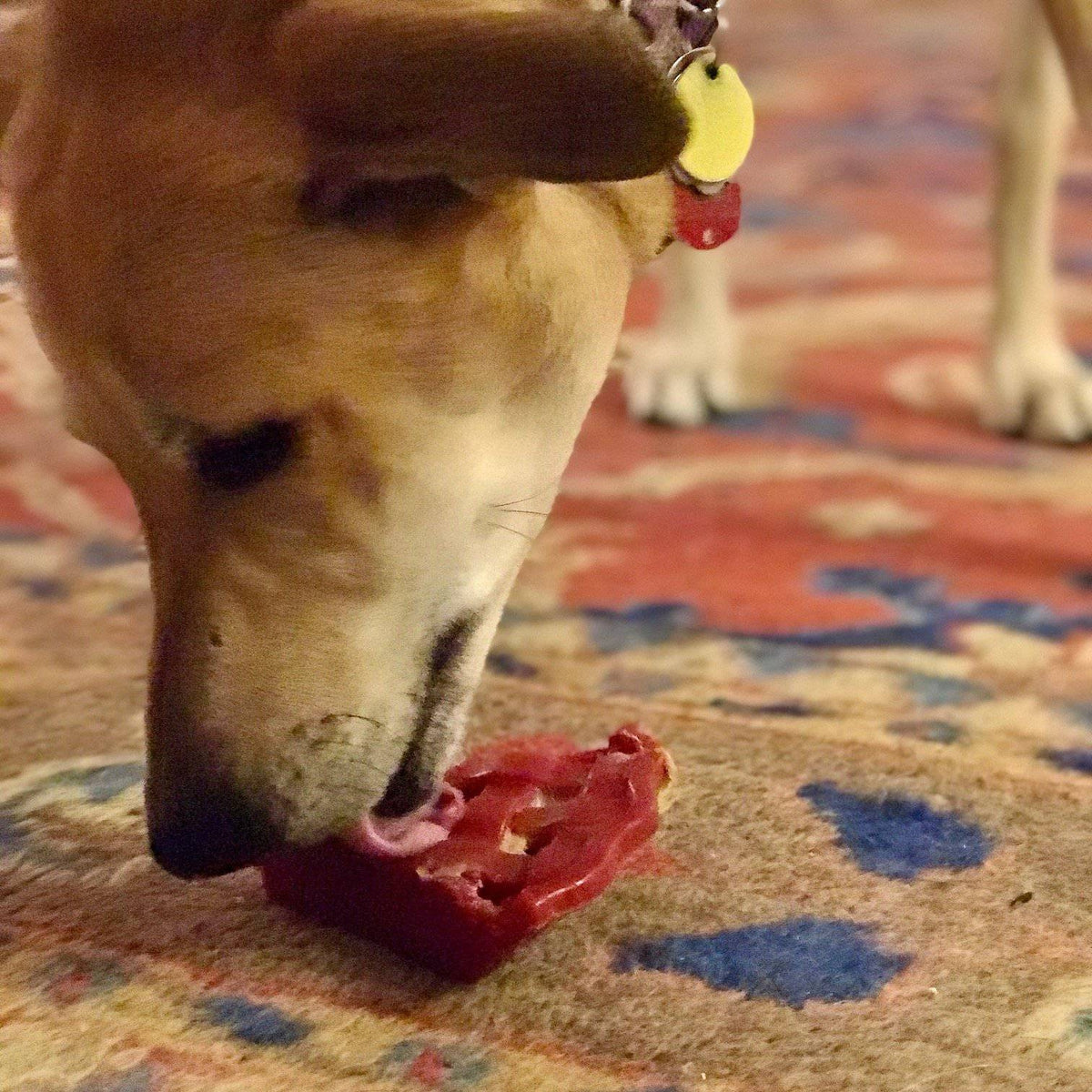 Dog chewing a red SodaPup Cherry Pie nylon toy on a rug