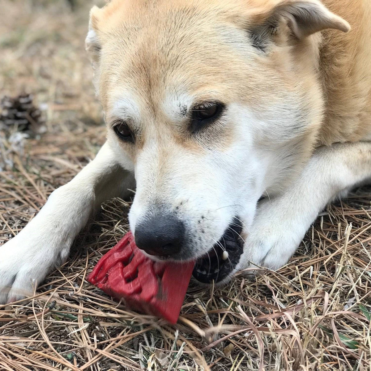 Dog chewing a red Cherry Pie toy outdoors