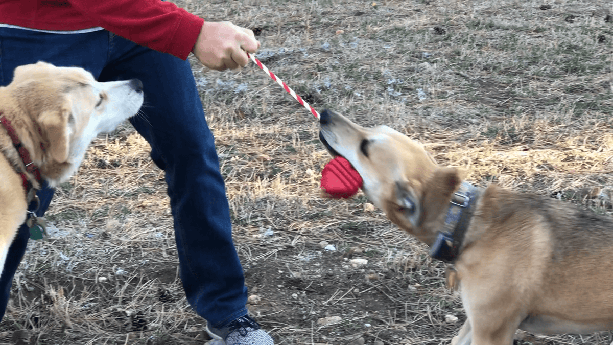 Person playing tug with a dog using the SodaPup Heart on a String toy