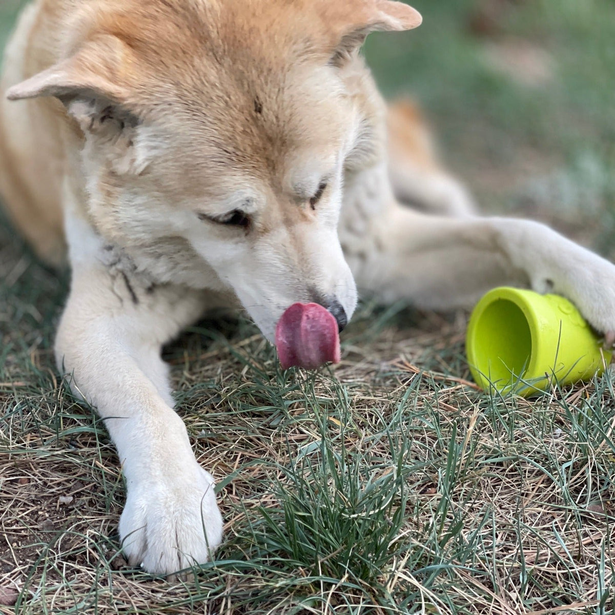 Dog chewing a green SodaPup Flower Pot outdoors