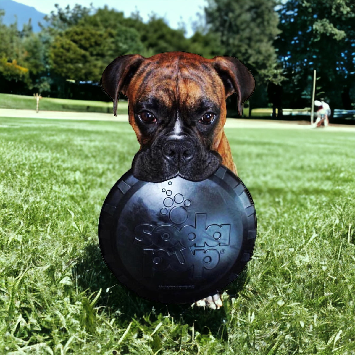 Black durable rubber frisbee that resembles a retro bottle cap in dogs mouth in the middle of a grassy field.