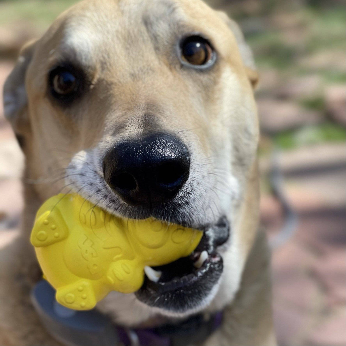Dog chewing a yellow SodaPup Honey Bear toy
