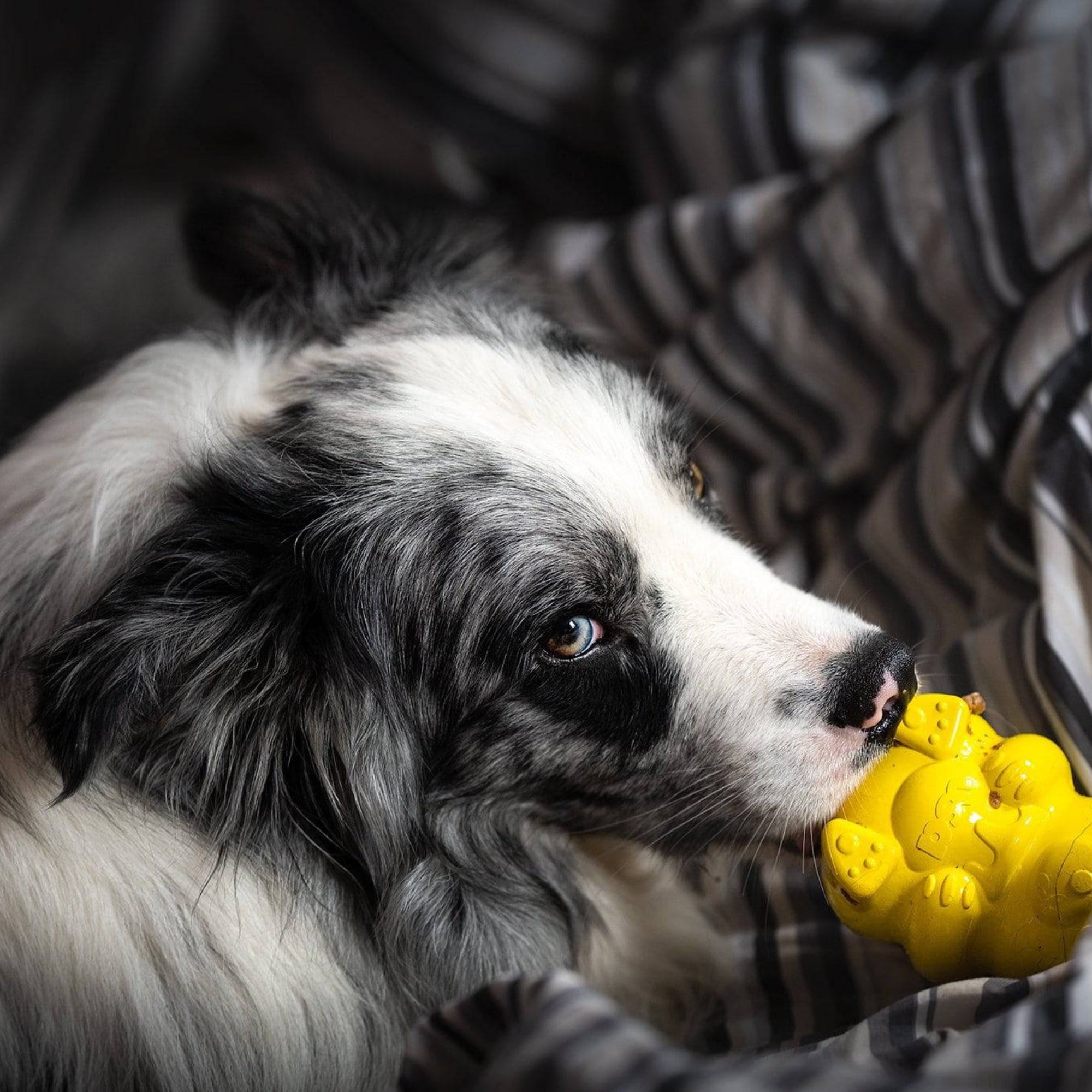 Merle Border Collie chewing a bright yellow dog toy on a striped blanket