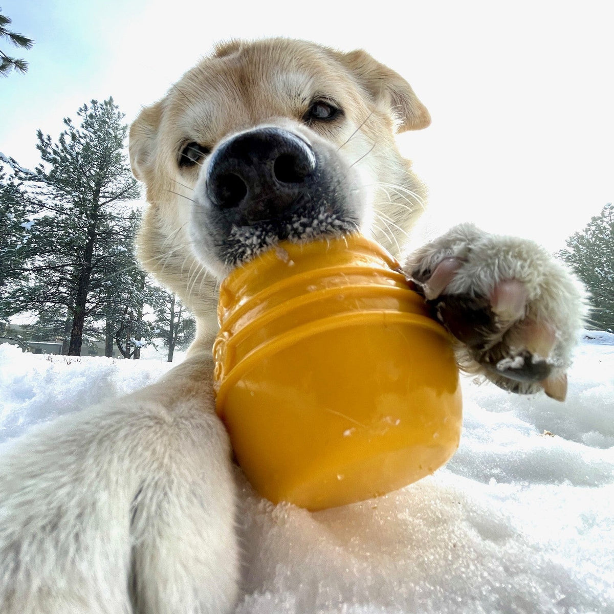 White dog holding a yellow Honey Pot toy in the snow