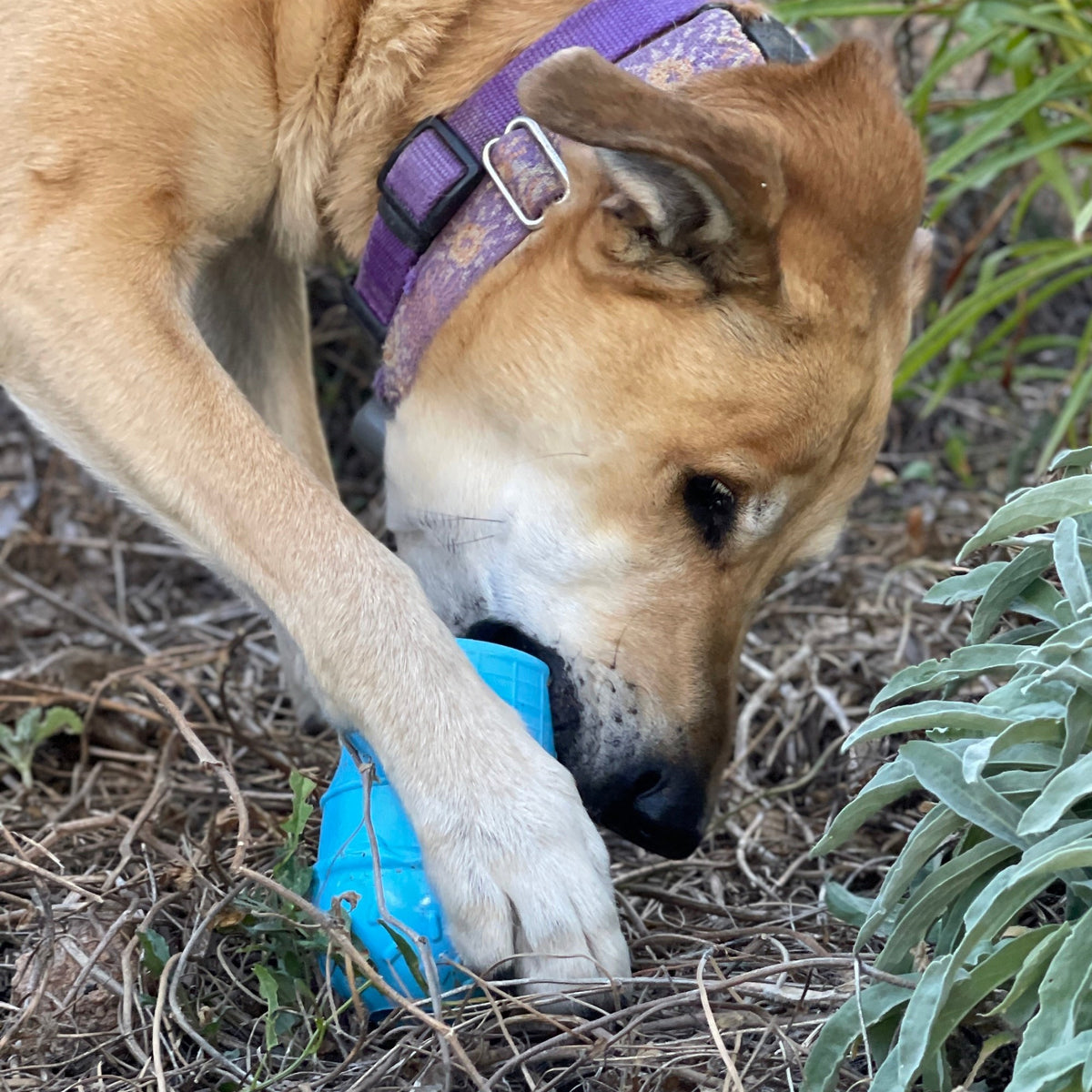 Dog holding a blue Ice Cream Cone toy in its paws