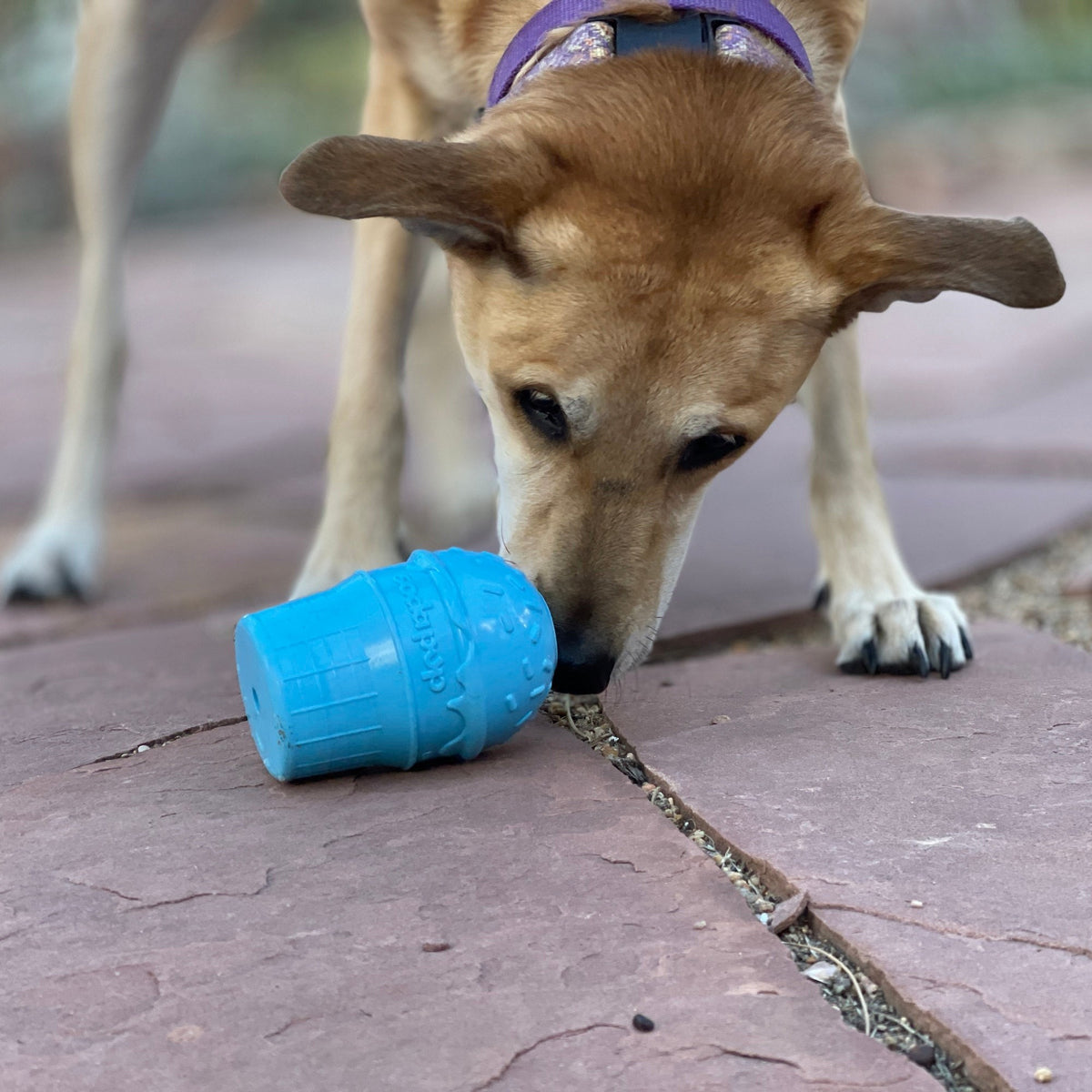Dog chewing a blue SodaPup Ice Cream Cone toy