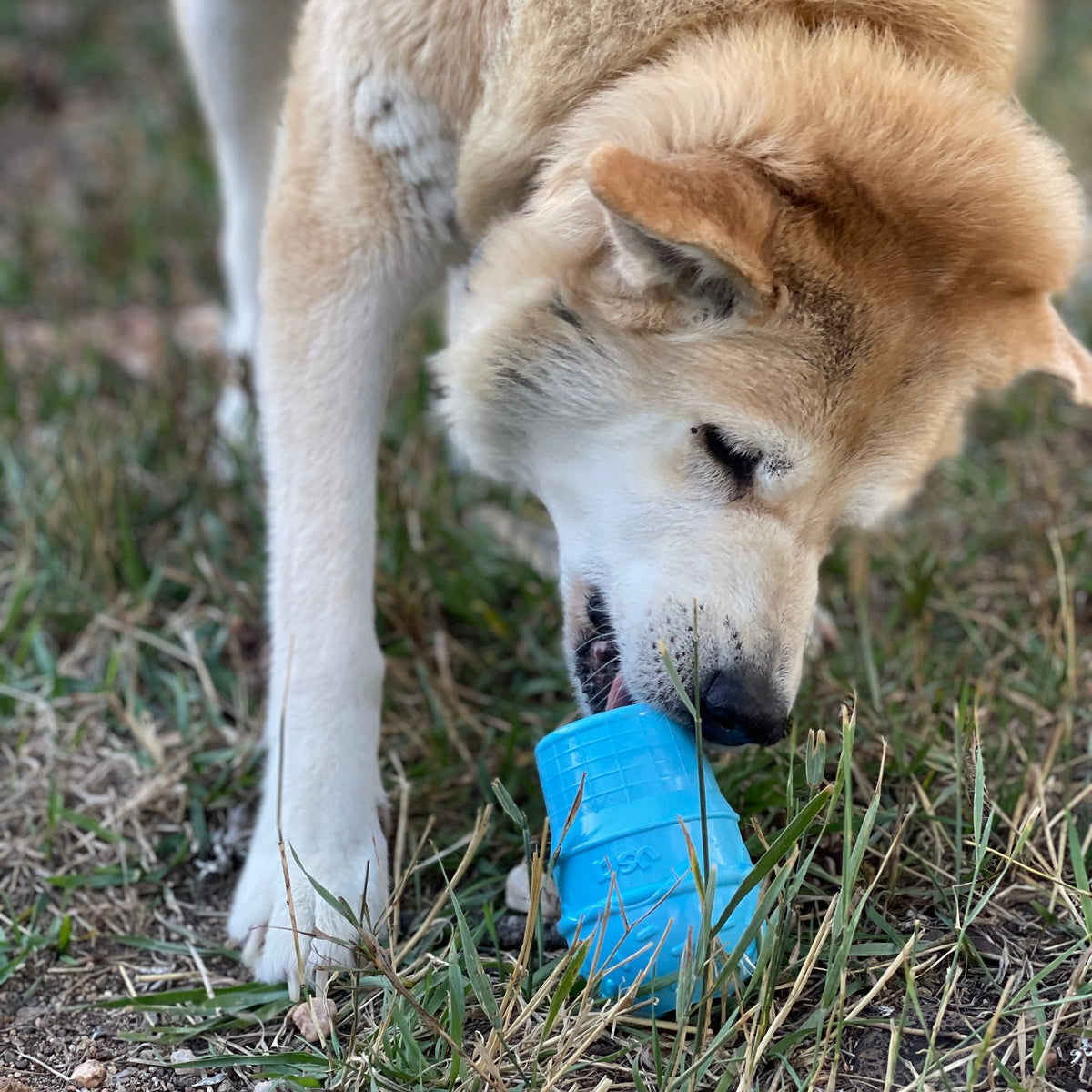 Dog with a blue Ice Cream Cone toy on the grass