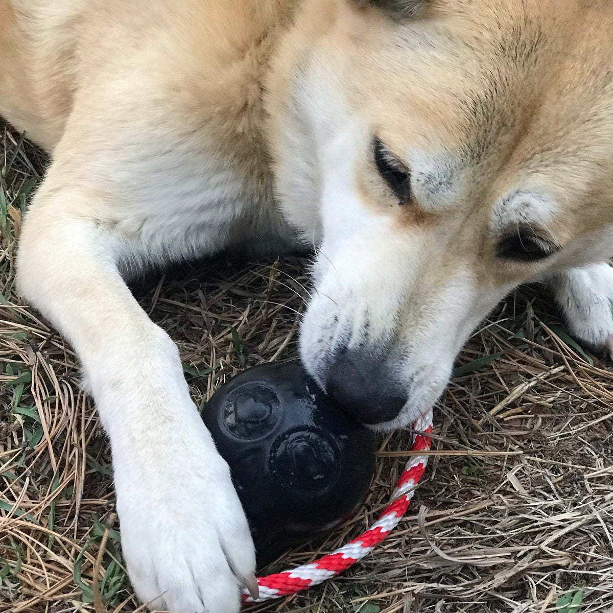 Dog with a black SodaPup Skull toy with rope