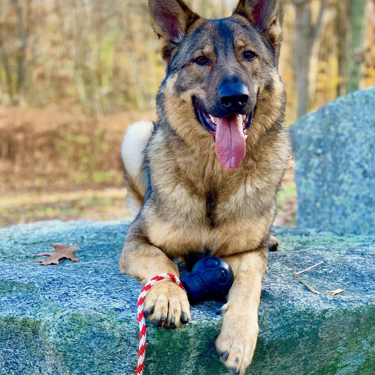 German Shepherd with a black SodaPup Skull toy