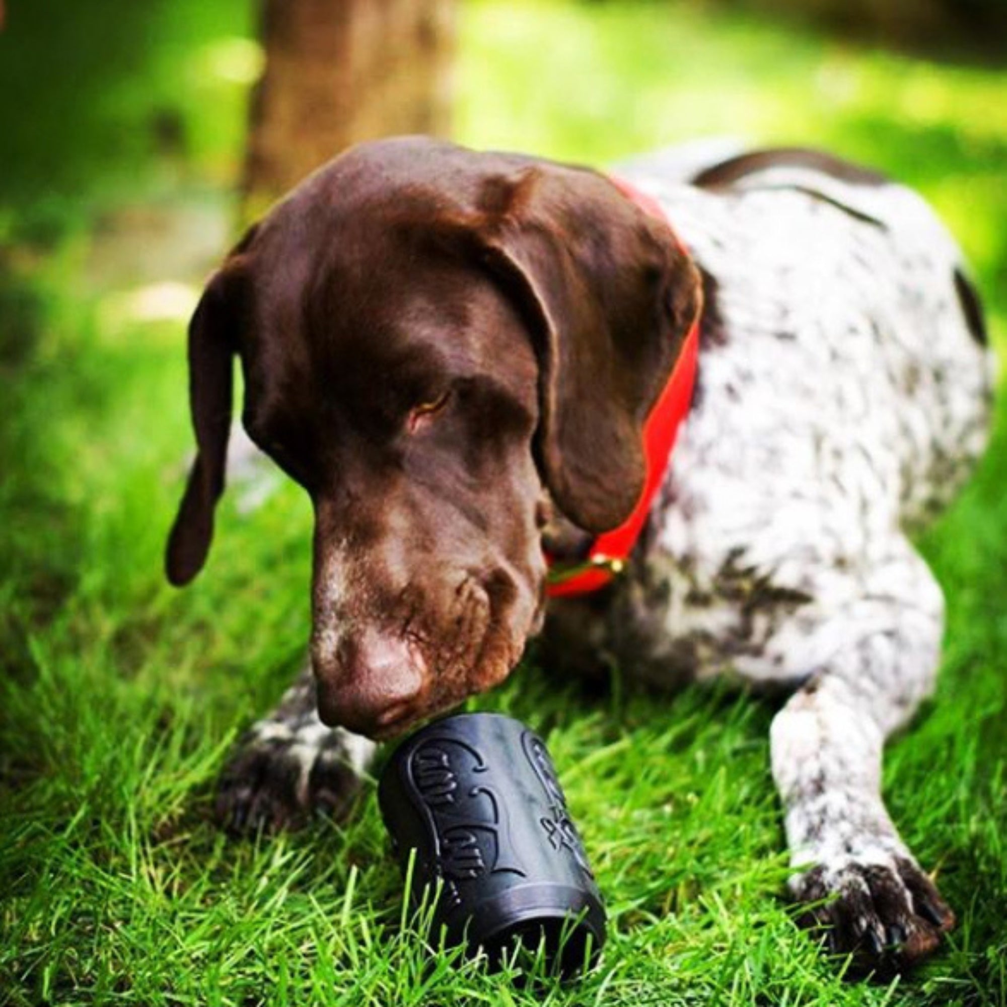 German Shorthaired Pointer wearing a red collar, lying on green grass with a black chew toy near its mouth