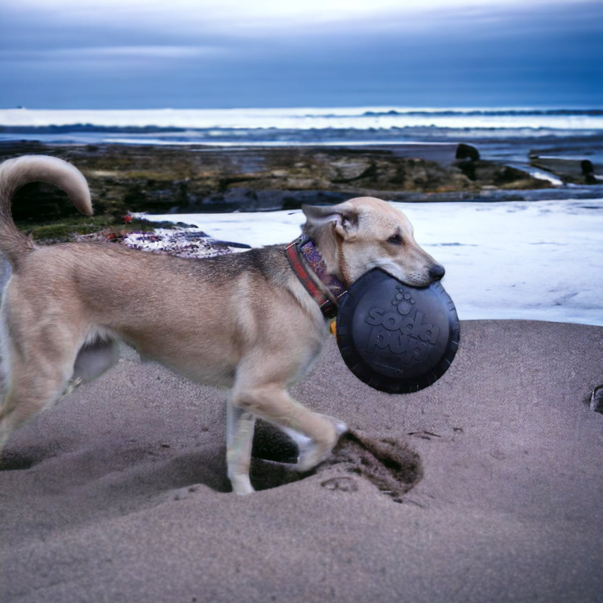 Black durable rubber frisbee that resembles a retro bottle cap in dogs mouth in the middle of a sandy beach.