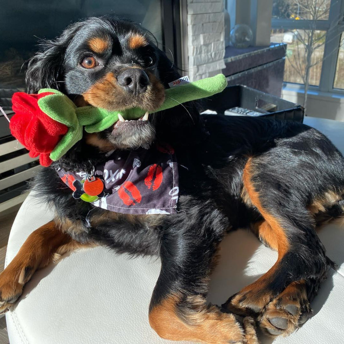 Valentines Kisses Dog Bandana