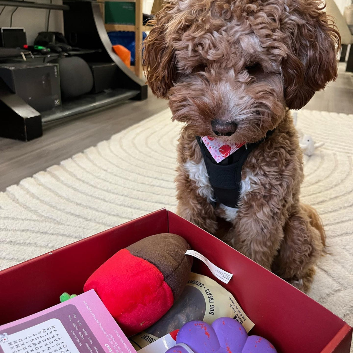 Valentines Themed Dog Box