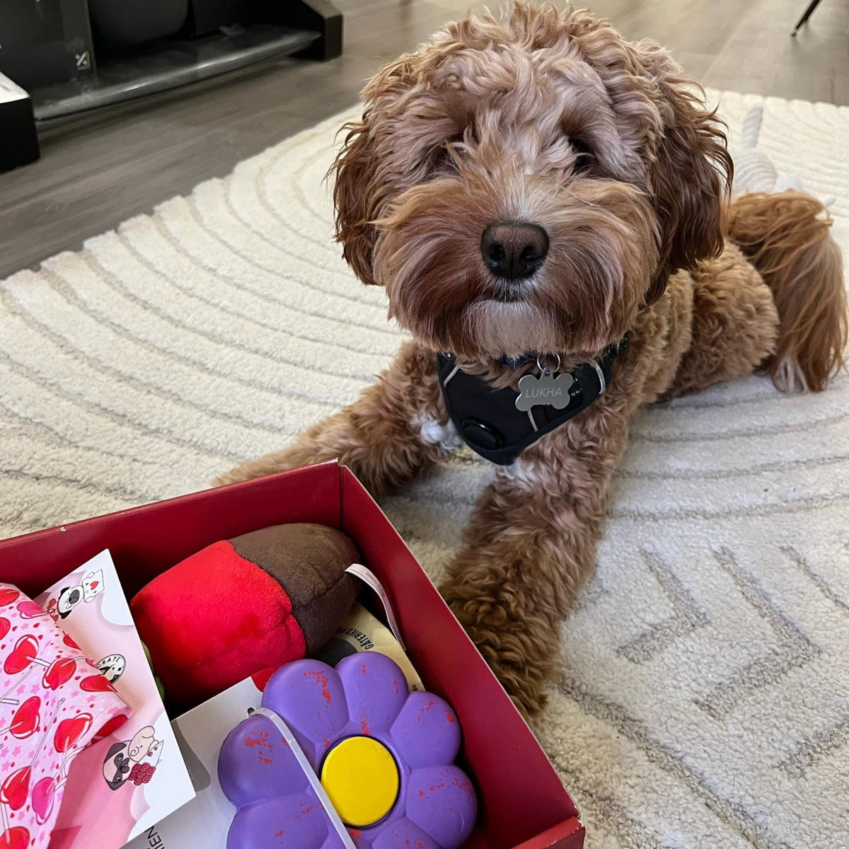 Valentines Themed Dog Box