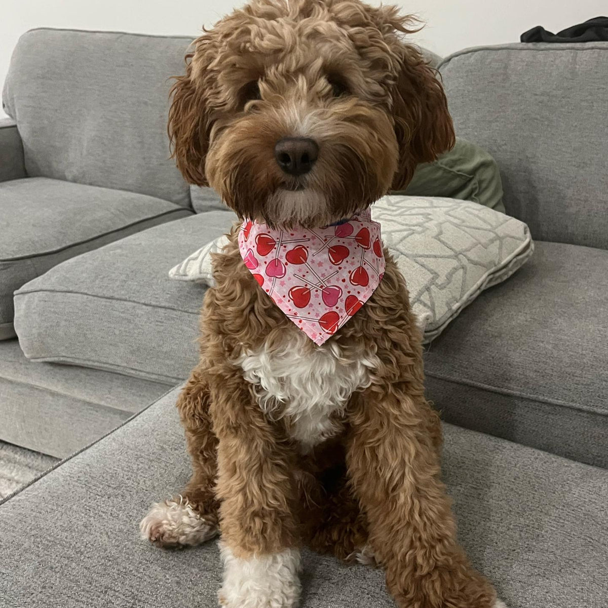 Valentines Candy Hearts Dog Bandana