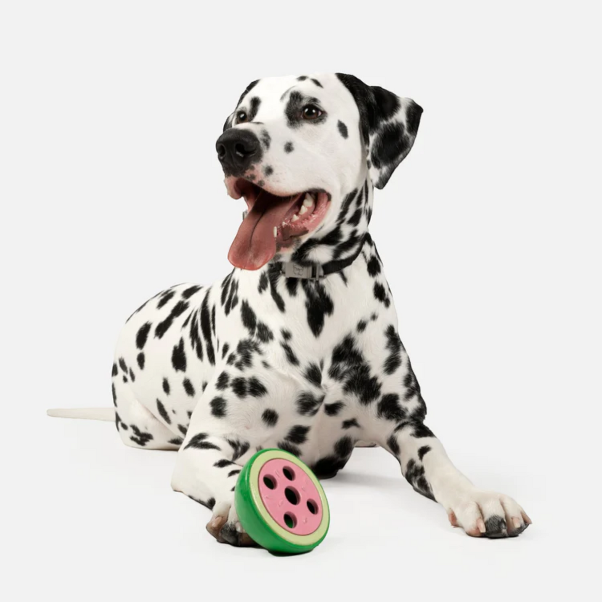 Dalmation laying with watermelon dog toy