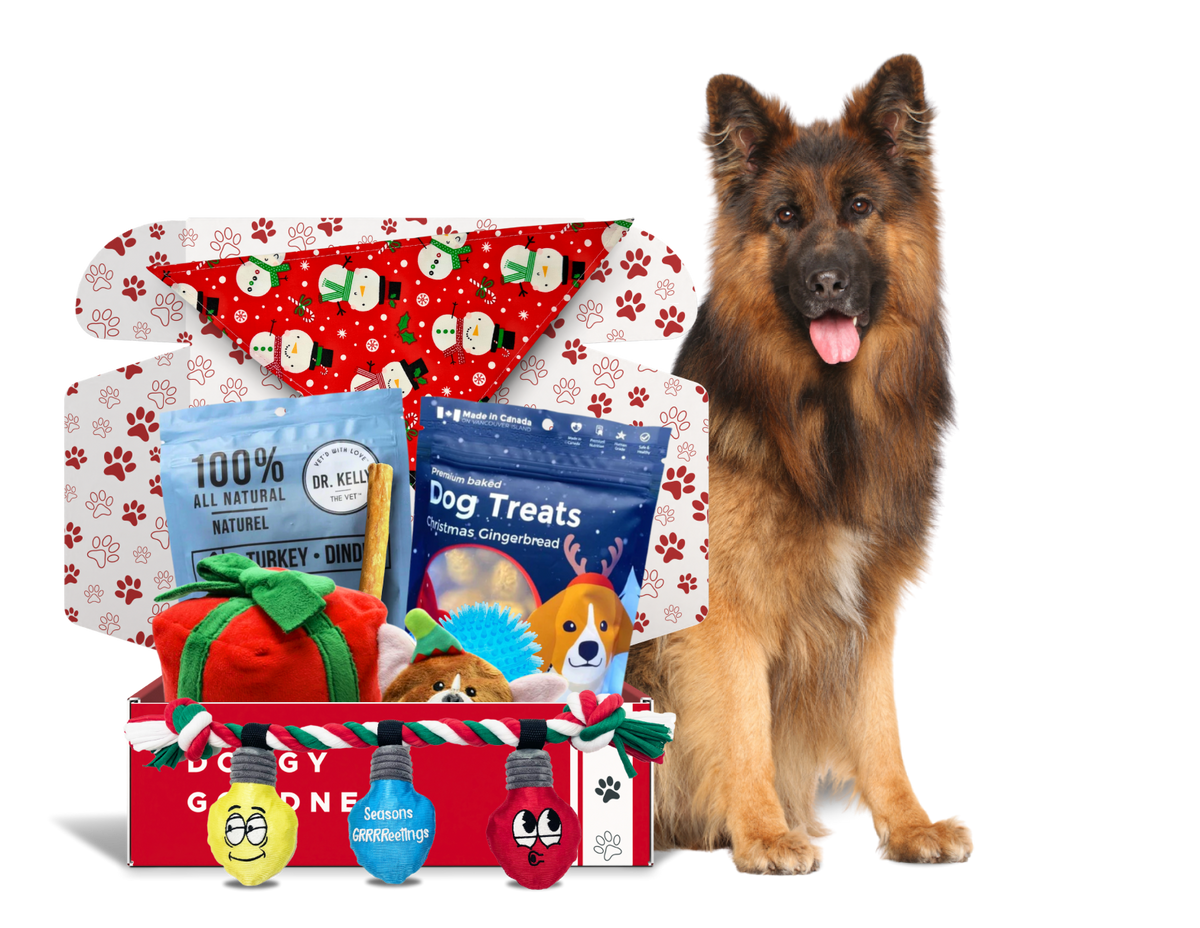 German Shepherd beside WoofCrate Christmas box with plush toys, treats, and a festive bandana