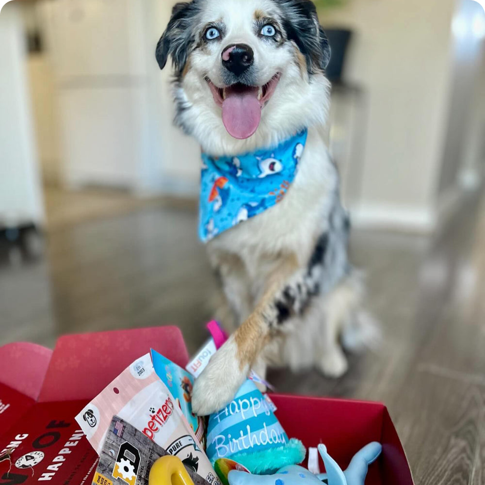 Smiling Australian Shepherd celebrating with a birthday edition WoofCrate subscription box full of colorful toys and treats