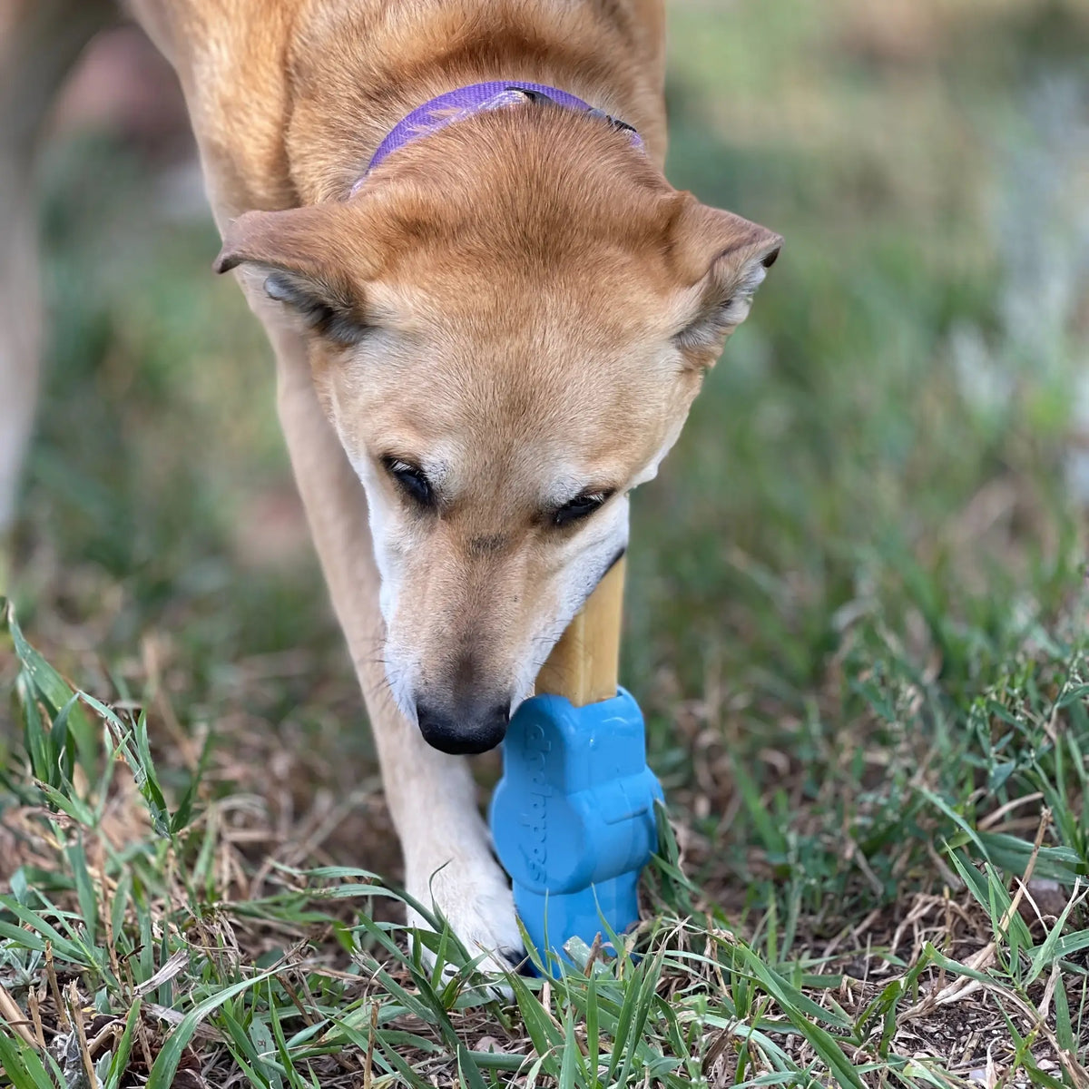 Yak Chew Holder