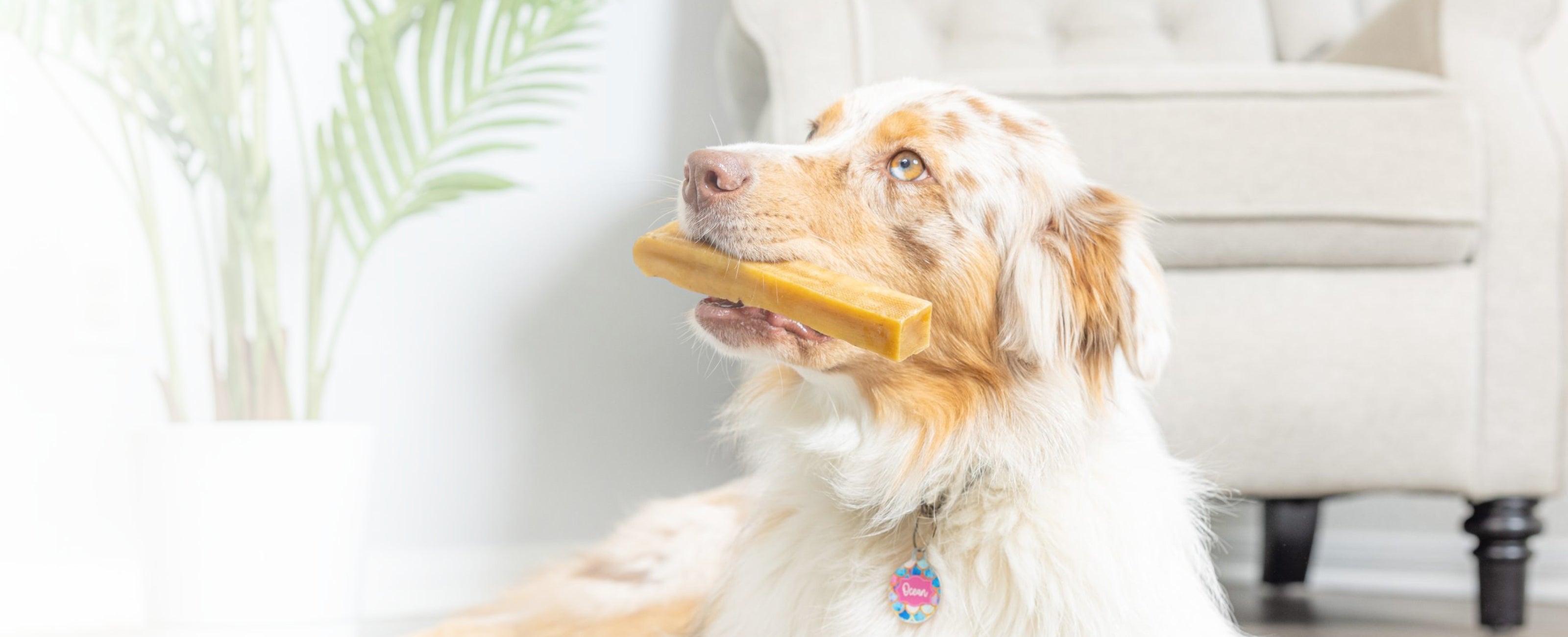 Light-colored Australian Shepherd lying indoors with a yellow chew stick in its mouth, wearing a colorful name tag