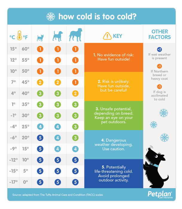 How cold is too cold for dogs chart