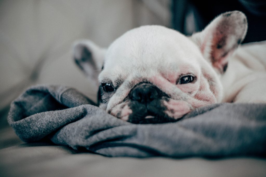 French Bull dog makes top 10 list for best calm dogs to be around babies