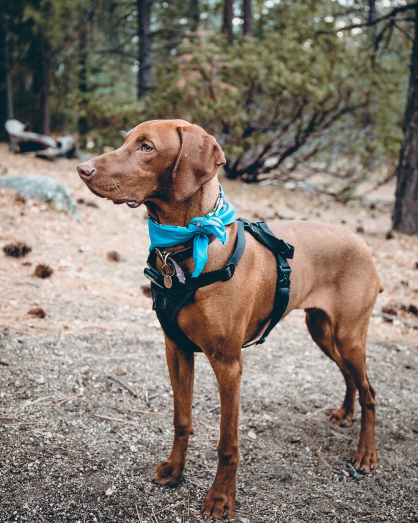 Vizsla makes top 10 list for dogs that are great around babies