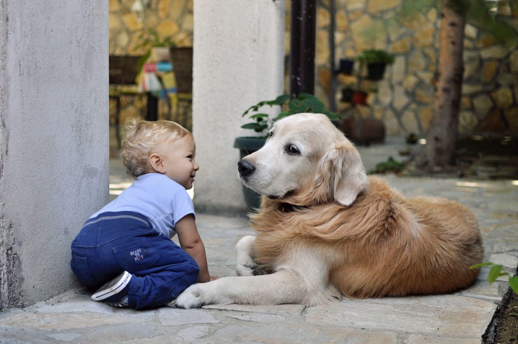 Golden retriever playing with baby toddler
