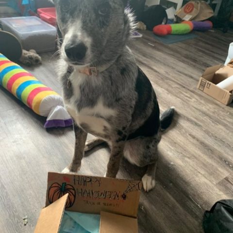 monthly-canadian-dog-box