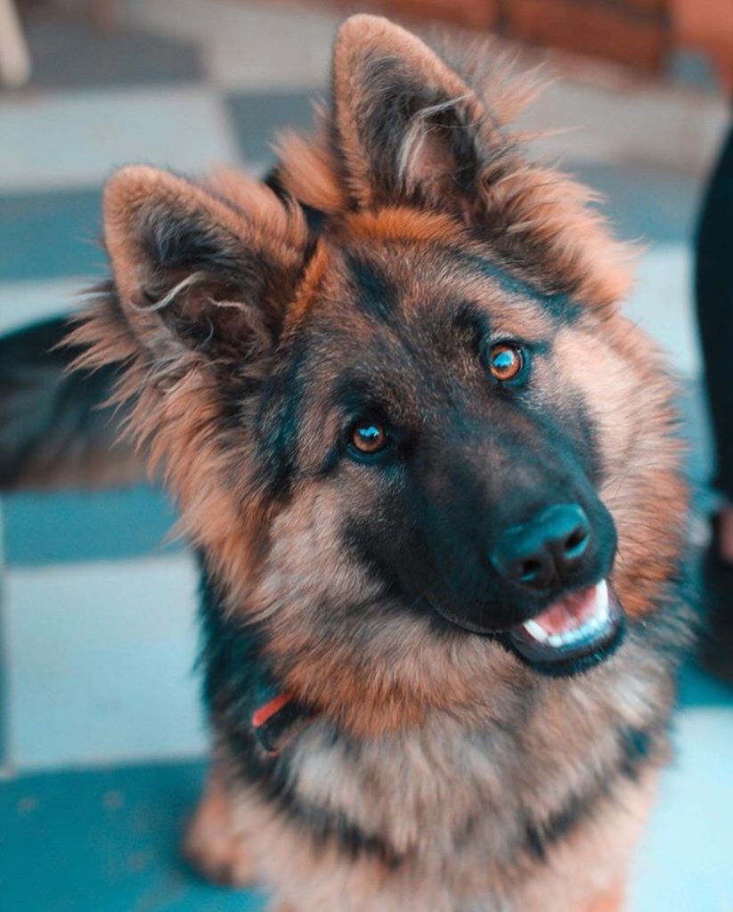 German Shepherd the smartest dog in the world makes the top 10 list for one of the best and top dogs to have around children