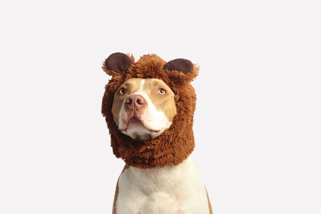 brown and white american pit bull terrier with brown costume